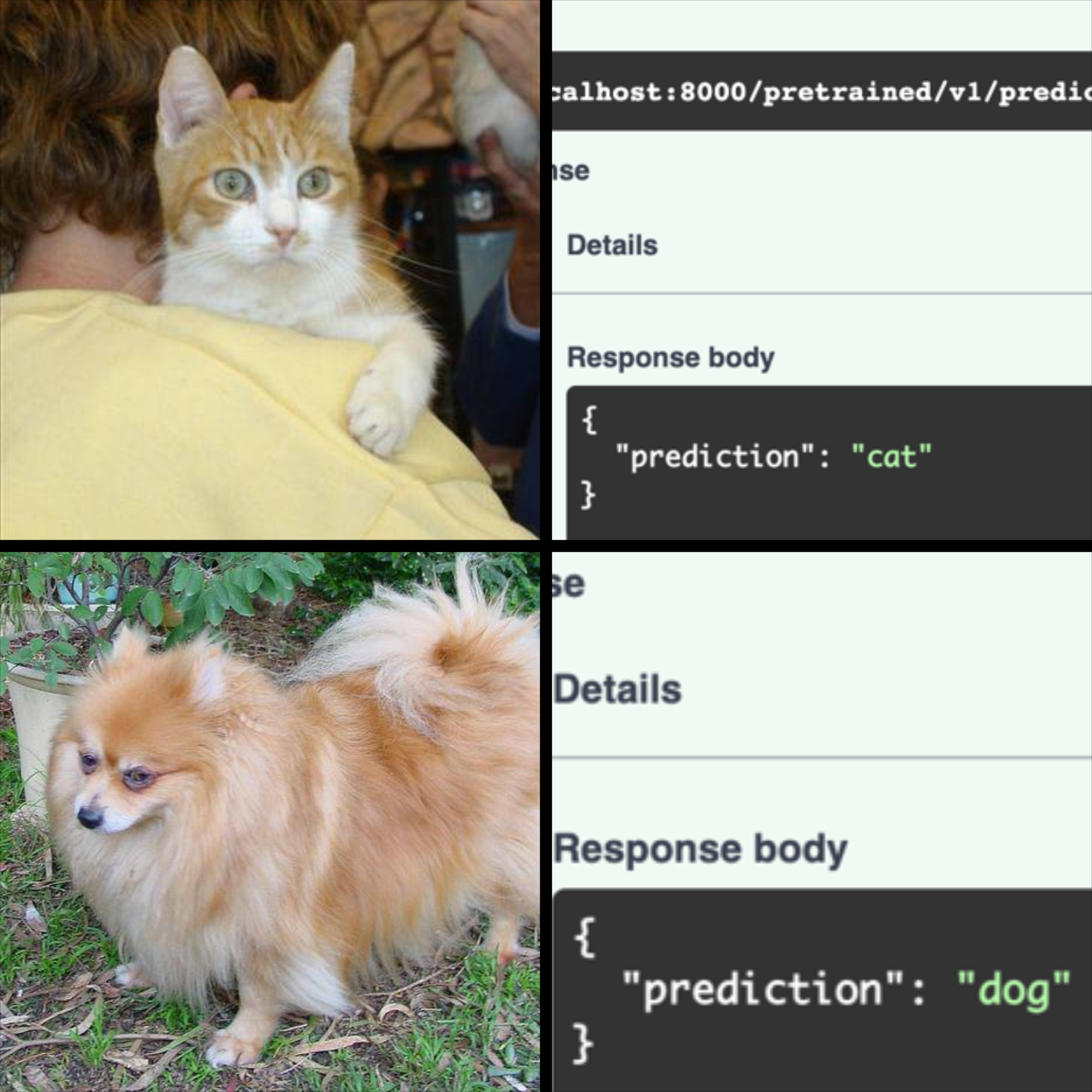 cat vs dog predcition